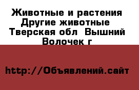 Животные и растения Другие животные. Тверская обл.,Вышний Волочек г.